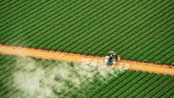 Best Pest Removal Services  in Clifton, TX